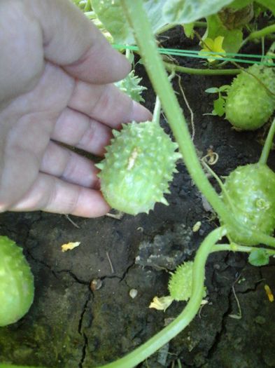  - SEMINTE CASTRAVETI - CUCUMIS ANGURIA