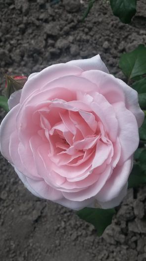 un trandafir pur si simplu minunat - Nahema