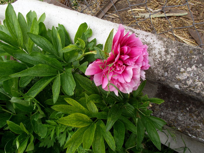 DSCF2857 bujori 2015 (3)