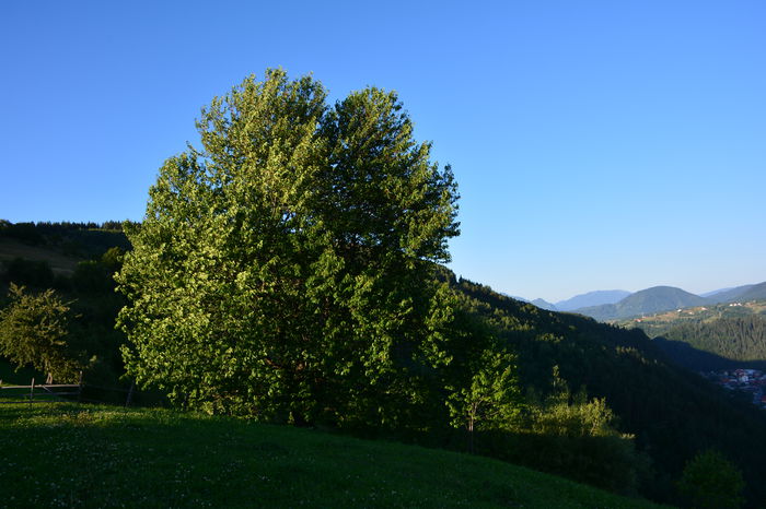 DSC_6006 - MOIECIU 11 Iulie 2015