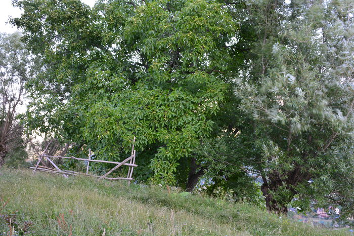 DSC_6078 - MOIECIU 11 Iulie 2015