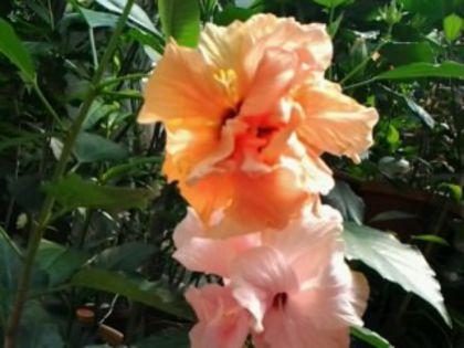 Fotografie6248 - Hibiscusi 1