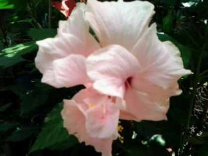 Fotografie6267 - Hibiscusi 1