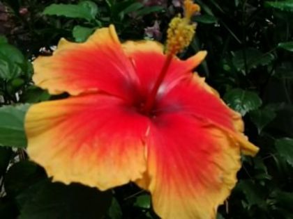 Fotografie6266 - Hibiscusi 1