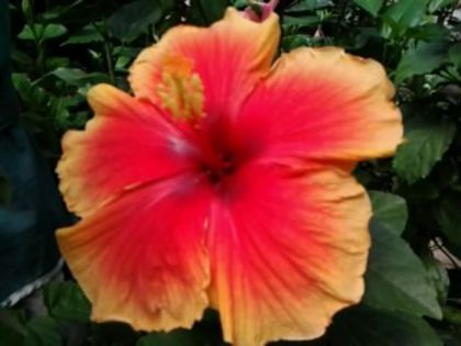 Fotografie6270 - Hibiscusi 1