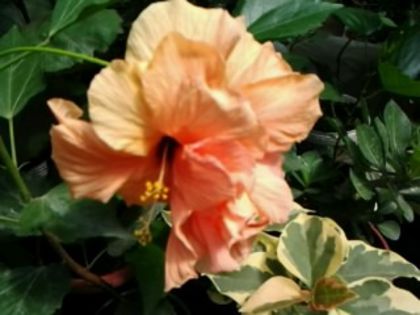 Fotografie6265 - Hibiscusi 1