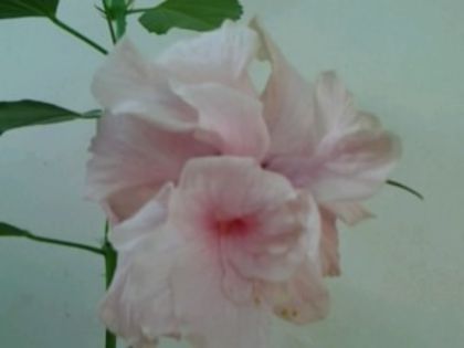 Fotografie6256 - Hibiscusi 1