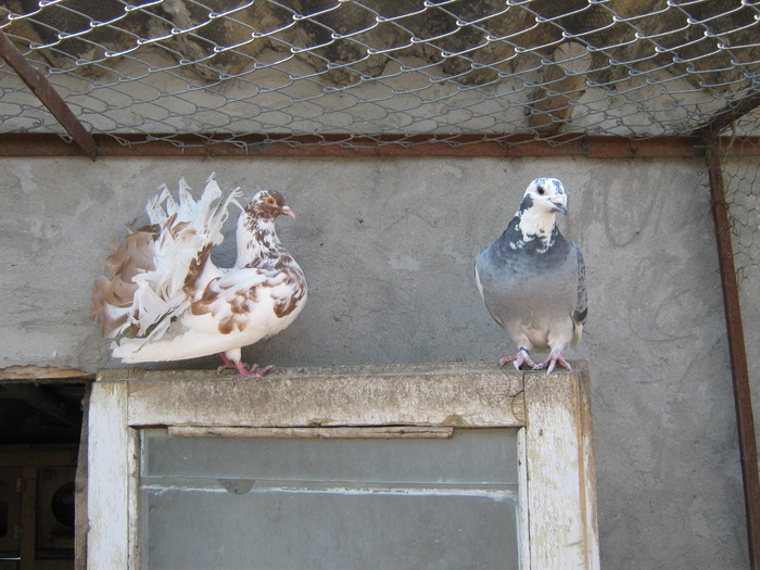 vanduti la timisoara