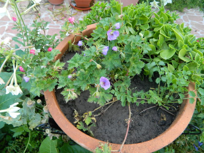 Geranium Rosanne - Iulie cu de toate
