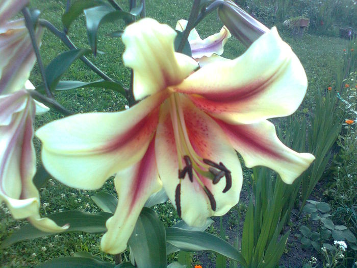 GIGANT LAVON