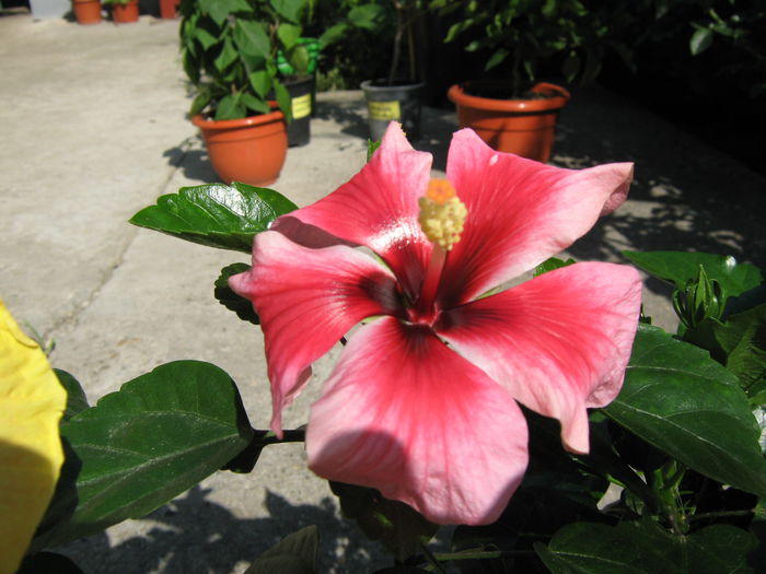 Picture My plants 4233 - Hibiscus Pink Dream