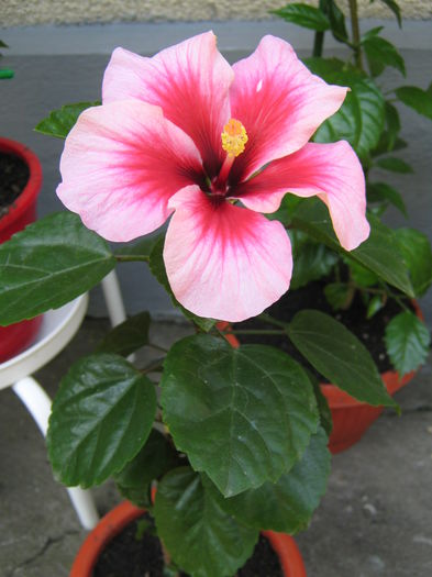 Picture My plants 4248 - Hibiscus Pink Dream