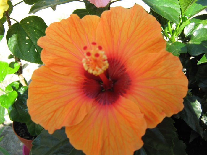 13 iulie 2015 - Hibiscus Barcelona