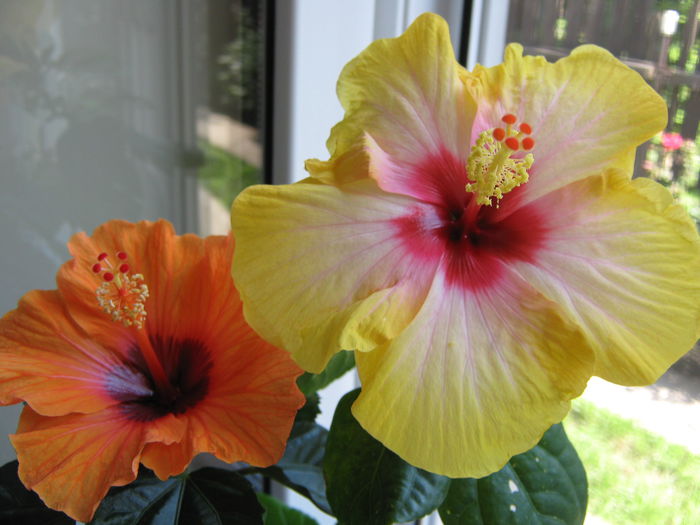 Picture My plants 4245 - Hibiscus Barcelona