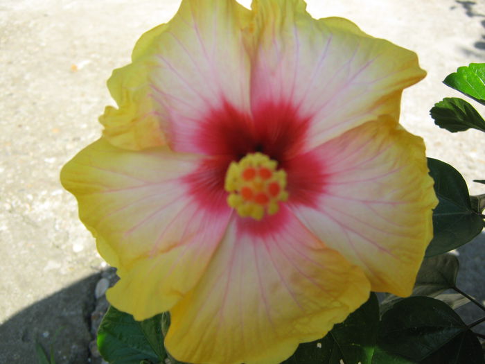 Picture My plants 4238 - Hibi Amanda Dubin