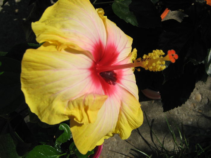 Picture My plants 4241 - Hibi Amanda Dubin