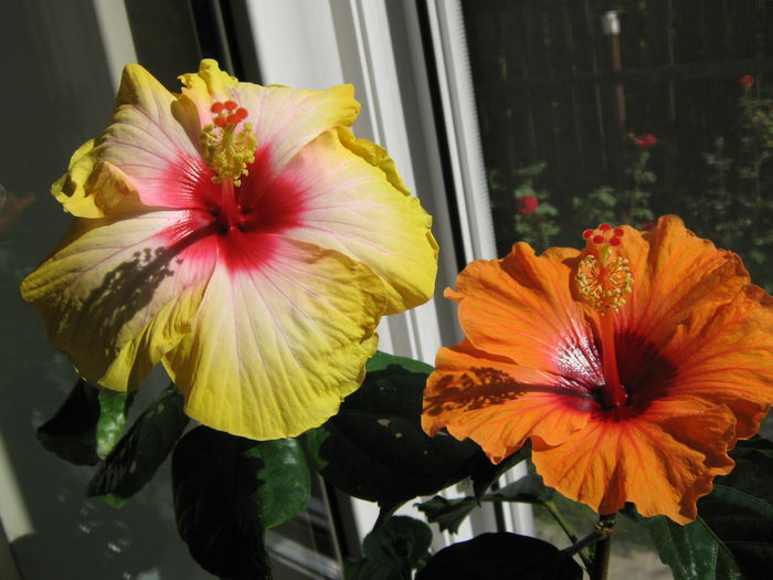 Picture My plants 4226 - Hibi Amanda Dubin
