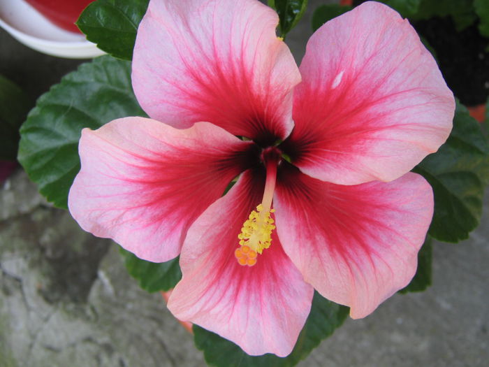 Pink Dream - HIBISCUSI 2015