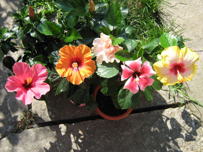 Picture My plants 4228 - HIBISCUSI 2015