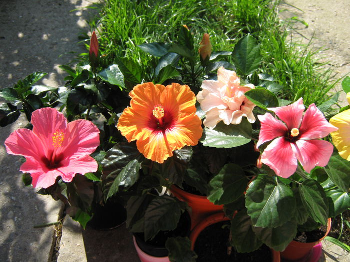 Picture My plants 4229 - HIBISCUSI 2015