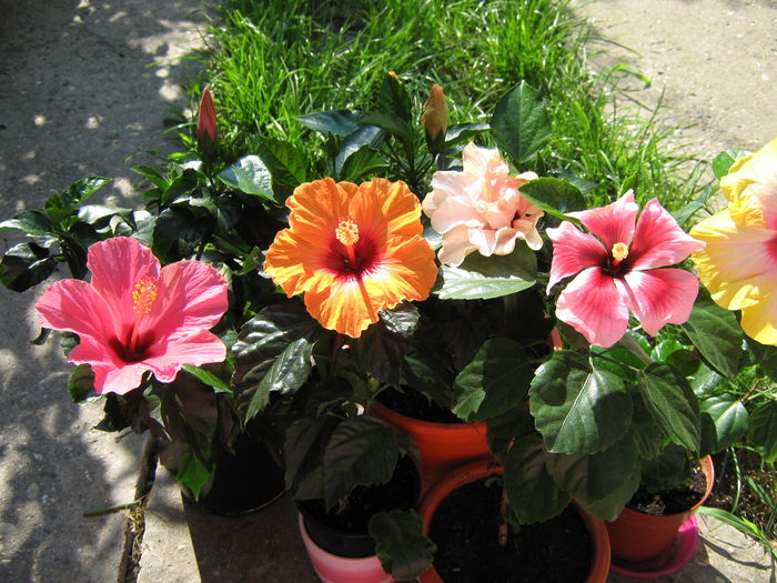 13 iulie 2015 - HIBISCUSI 2015