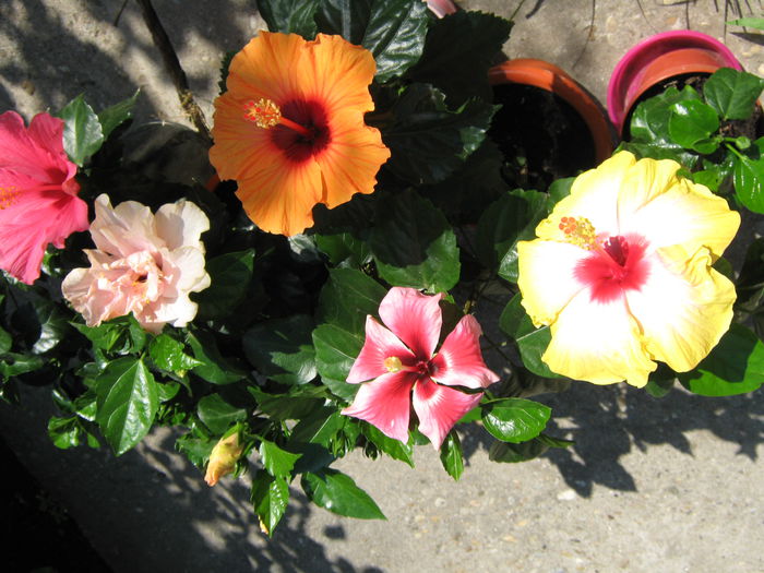 Picture My plants 4240 - HIBISCUSI 2015