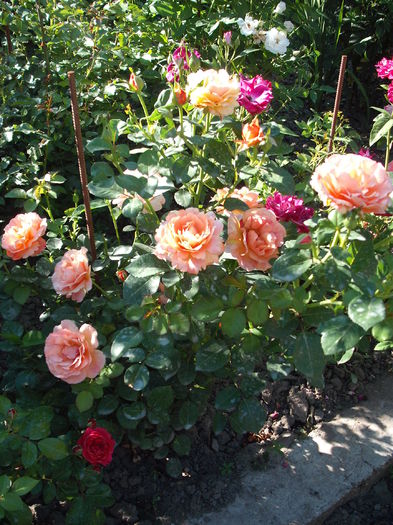 DSCF3611 - Easy Does It