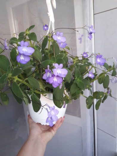 Streptocarpella - Streptocarpus 2015