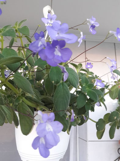 Streptocarpella - Streptocarpus 2015