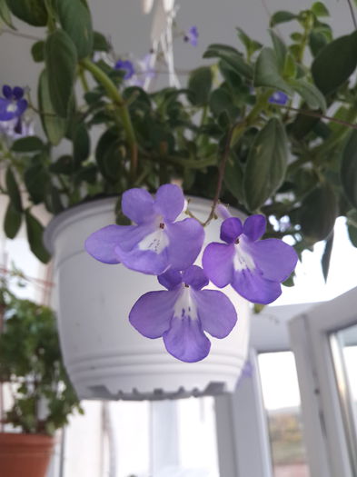 Streptocarpella - Streptocarpus 2015