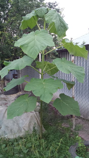 Paulownia 0 2015-07-09 - Paulownia Anul-1