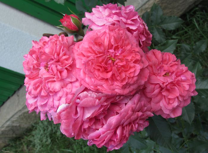 30 iunie, Rosarium Uetersen - 2015 trandafiri -III