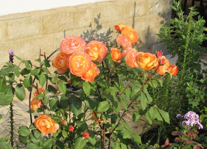 Lady Emma Hamilton