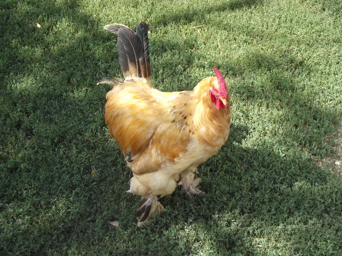 cocos brahma 2