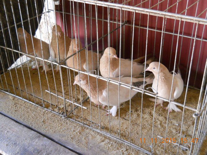 11731320_907044812672333_1512637857_o