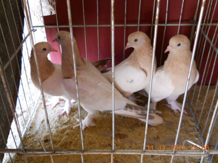 11720780_907044926005655_1599765586_o