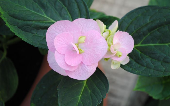 hortensia beautensia papillon