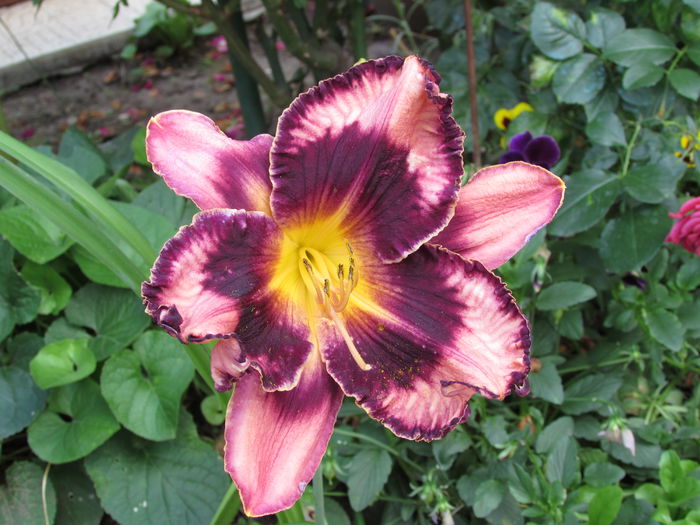 hemerocallis exotic-treasure