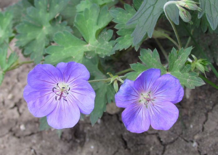 geranium rozanne