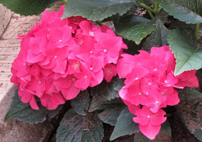 hortensie hot red - 2015 plantele mele - II