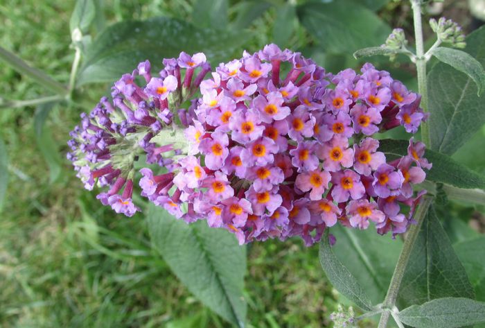 budleja flower power - 2015 plantele mele - II