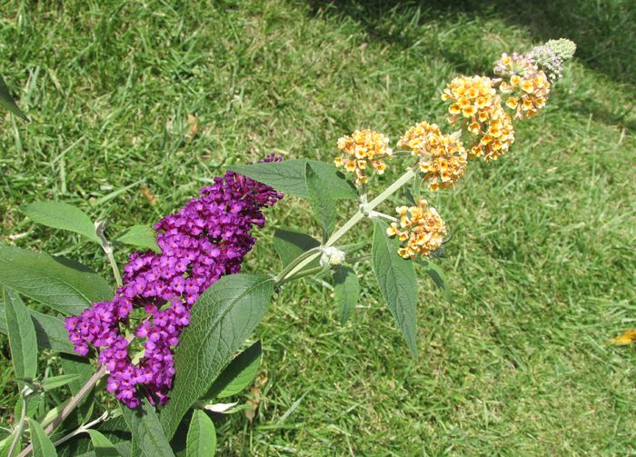 buddleja sungold si Royal Red