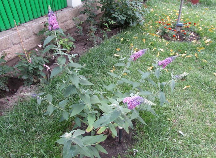 budleja flower power