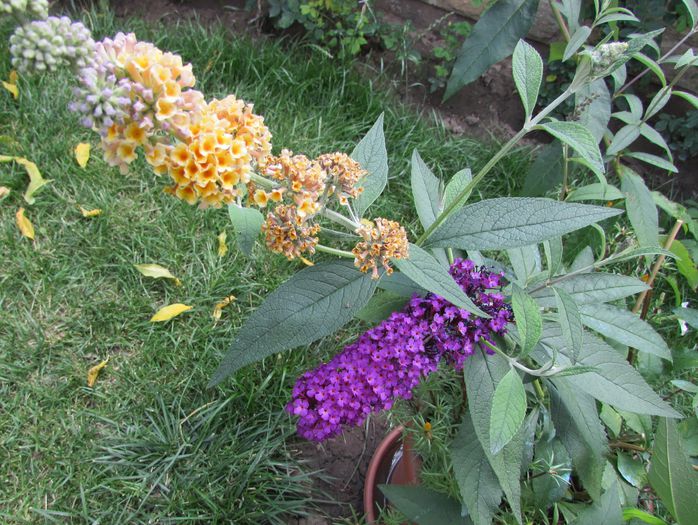 buddleja sungold  si royal red