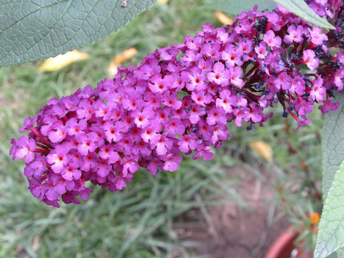 Buddleja  Royal Red