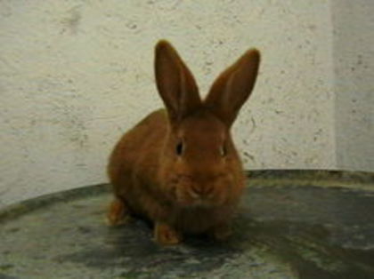  - A-IEPURI TINERET NEO ROSU