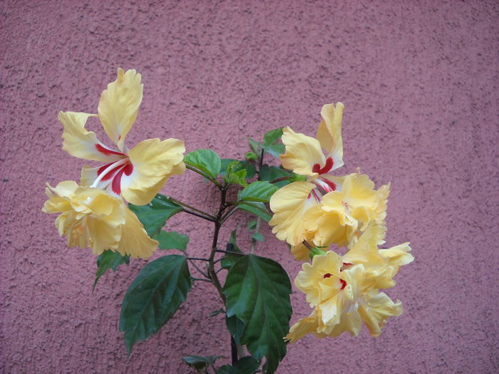 El capitolo galben - HIBISCUS-2015