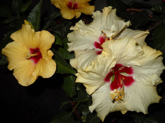 06 .07.015 - HIBISCUS-2015