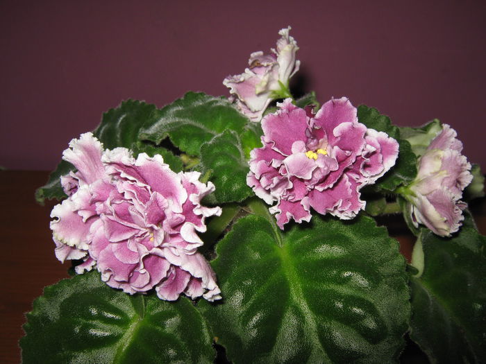 Picture My plants 4253