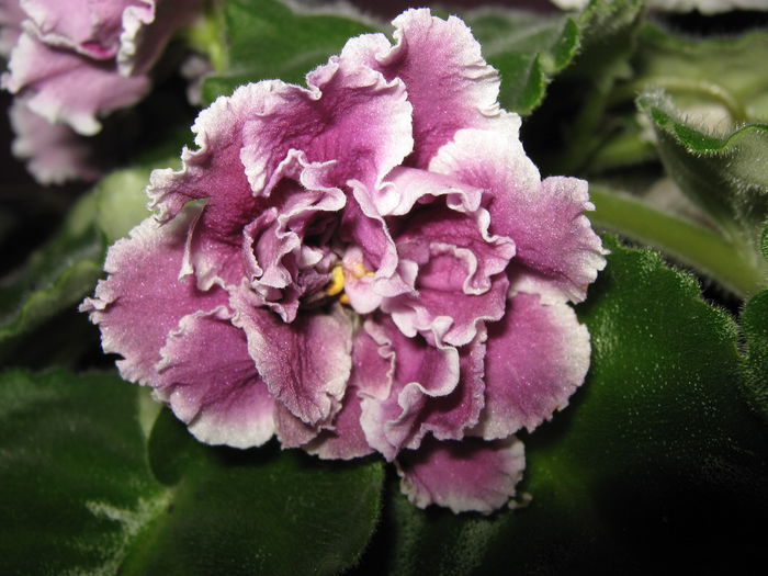 Picture My plants 4256 - Violete de Parma